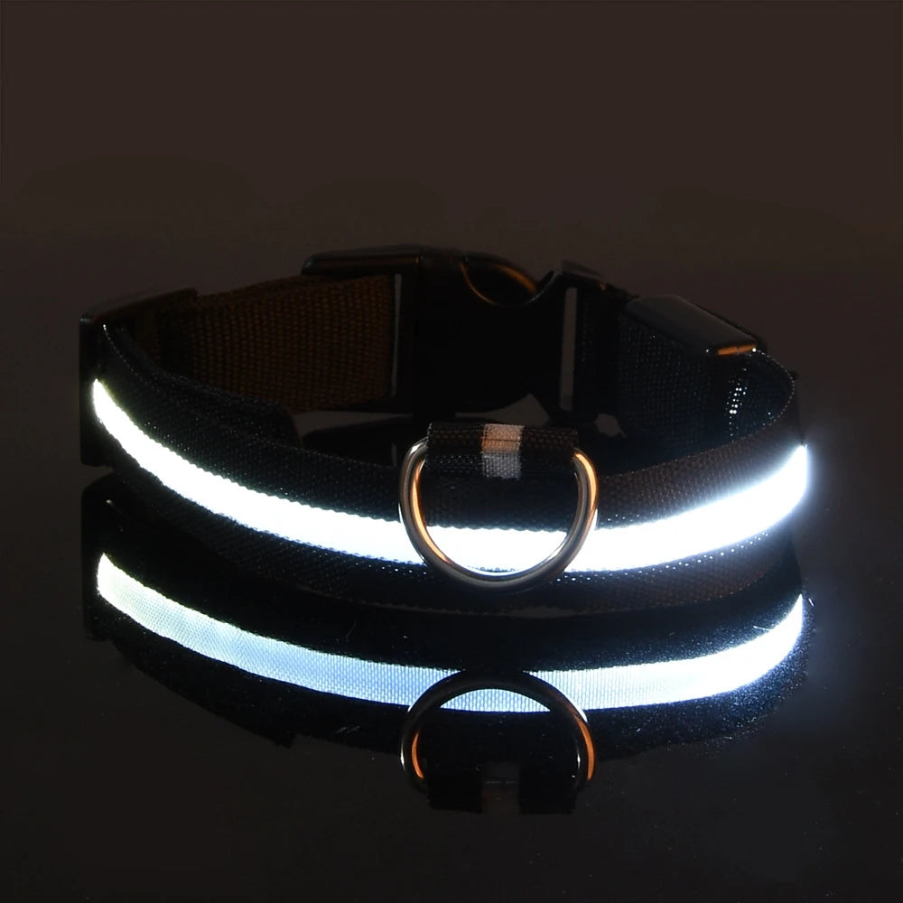 Collier LED pour Chien – Sécurité Nocturne (Tailles XS à XL)