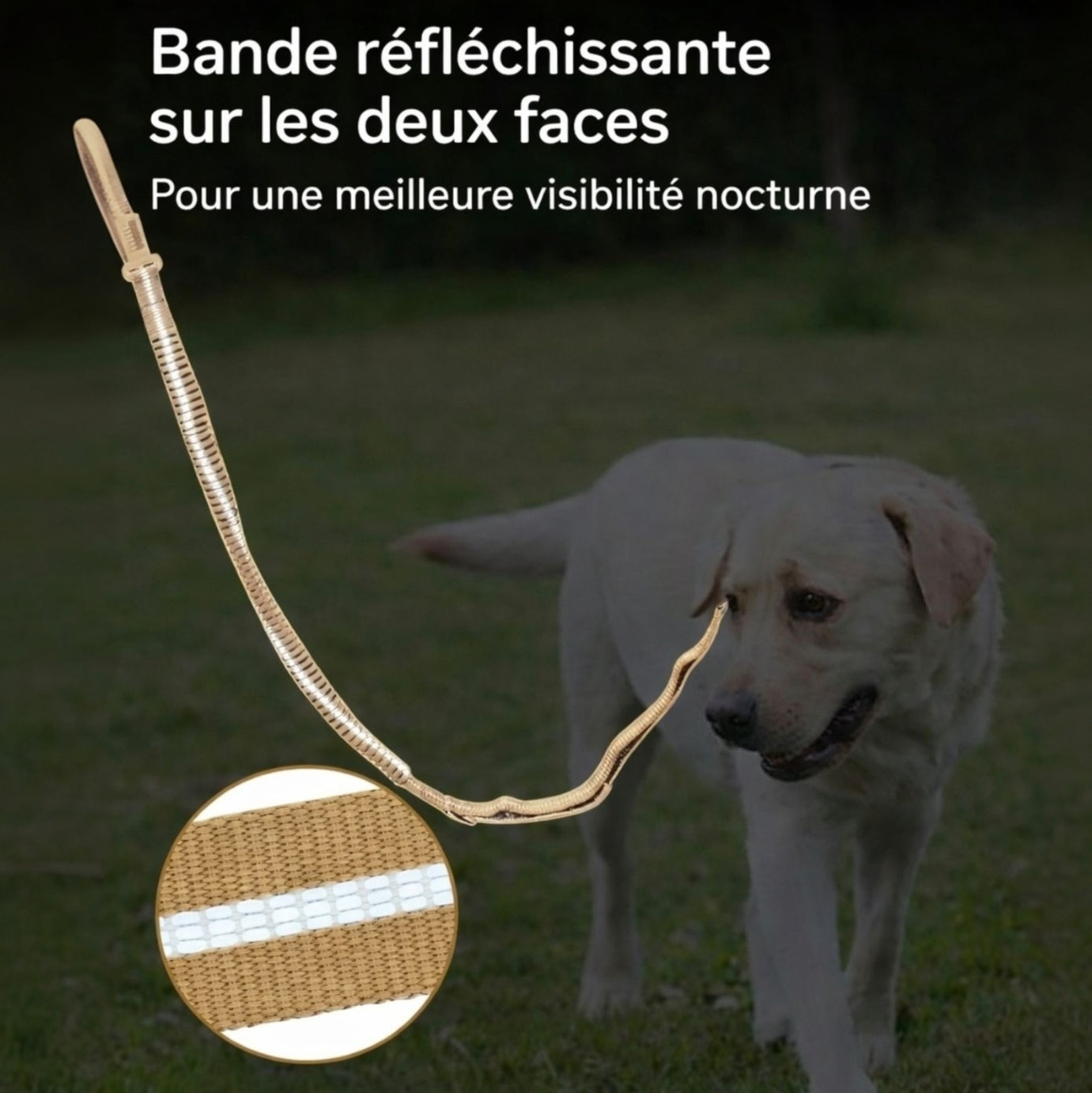 Laisse Anti-Traction pour Chien – Réfléchissante, Anti-Tirage avec Attache Ceinture